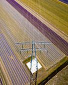 Aerial view of vibrant hyacinth fields with power lines, Keukenhof, Netherlands.