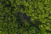 Aerial view of a footpath crossing a forest with pond, Rio Lagartos, Yucatan, Mexico.