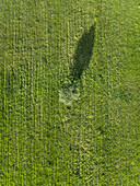 Aerial view of one tree on agricultural land at Karditsa region, Greece