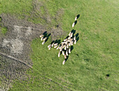 Aerial view of flock of sheep at beautiful Karditsa region, Greece