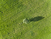 Aerial view of one tree on agricultural land at Karditsa region, Greece