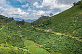 Luftaufnahme von Teeplantagen, Kerala, Indien.