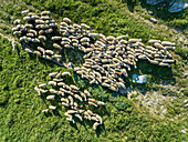 Aerial view of herd of sheep with a shepherd at beautiful Karditsa region in Greece