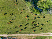 Aerial view of people leading herd of cattle in the pasture at Karditsa region, Greece