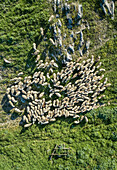 Aerial view of flock of sheep at beautiful Karditsa region, Greece