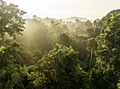 Aerial View of sun rays shining through jungle canopy on a sunny morning in Halmahera, Indonesia.