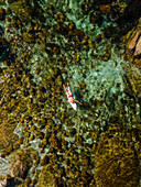 Luftaufnahme einer Frau auf einem Surfbrett im roten Badeanzug im Atlantischen Ozean von oben, Kapstadt, Südafrika.