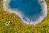 Aerial view of cattle freely walking along a lake in Vero Beach, Florida, United States.