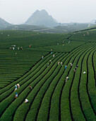 Aerial view of lush tea plantation with farm workers harvesting, Moc Chau, Vietnam.