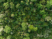 Aerial top down view of lush jungle vegetation and palm trees in Senaru, Lombok, Indonesia.