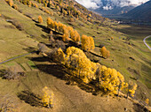Aerial view of a group of trees with yellow leaves, some already on the ground. Goms, Switzerland