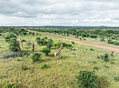Aerial view of african Giraffe along the road in Balule Nature Reserve, Maruleng, Limpopo region, South Africa.