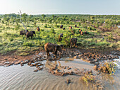 Aerial view of a group of Elephants along the pond in Balule Nature Reserve, Maruleng, Limpopo region, South Africa.