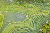 Aerial view over Tegallalang Rice Terrace touristic attraction, Indonesia.