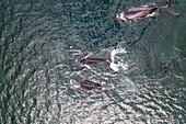 Aerial view of Whales along the coast in Broad Bay, Unalaska, Alaska, United States.