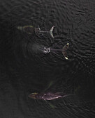 Aerial view of Whales along the coast in Broad Bay, Unalaska, Alaska, United States.