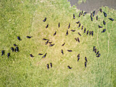 Aerial view of a buffalo herd in Tanzania.