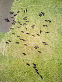 Aerial view of a buffalo herd in Tanzania.