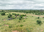 Aerial view of african Giraffe along the road in Balule Nature Reserve, Maruleng, Limpopo region, South Africa.