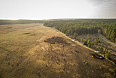 Aerial view of herd of cows in the field at sunset at island of Vormsi, Estonia