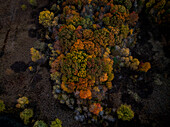 Aerial view of colorful autumn foliage with vibrant leaves changing colors in a lush forest canopy, Dedham, United States.