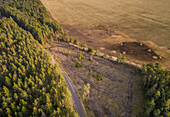 Aerial view of herd of cows in the field at sunset at island of Vormsi, Estonia