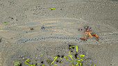 Aerial view of mud fishing activity with people and lush vegetation along the coast, Opobo, Nigeria.