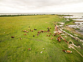 Aerial view of an herd of cows grazing close to the sea in Estonia.