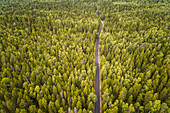 Aerial view of a straight empty road crossing a big nordic pines forest in Estonia.