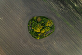Aerial view forest in the middle of meadow field, Estonia.