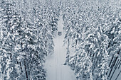 Aerial view of a car on cold winterday driving in a snowy pine forest, Lahemaa National Park, Harjumaa, Estonia.