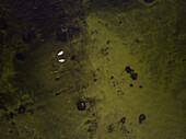 Aerial view of two swans in greenish sea in Estonia.