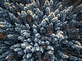 Aerial view of snowy forest during winter in Estonia.