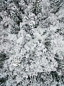 Aerial view of snowy forest in Estonia.