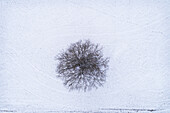 Aerial view of a tree alone in the middle of land covered with snow in Estonia.