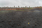 Aerial view man standing on burn field in Estonia.