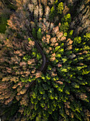 Aerial view of a forest during fall season in Estonia.