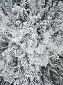Aerial view of snowy forest in Estonia.