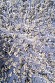 Aerial view of the snowy forest in Naage in Estonia.