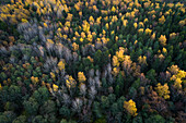 Aerial view of a colorful nordic pines forest at fall in Estonia.