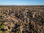 Luftaufnahme eines riesigen und wunderschönen Affenbrotbaumwaldes mit einzigartigen Baumstämmen, Toliara - Tulear, Madagaskar.
