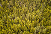 Aerial view of a nordic green pines forest on Island Vormsi in Estonia.