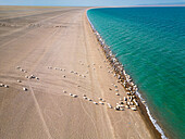 Aerial view of turquoise Khyargas Lake, watering place for cattle, Zavhan, Mongolia.