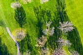 Aerial view of a treetops in early spring creating an abstract looking perspective at the Naperville Country Club in Napervile, IL - USA