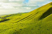 Aerial view of cattle on lush green pasture land, North Kohala, Hawaii Island, Hawaii, United States.