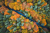 Luftaufnahme einer geraden Straße entlang herbstlich gefärbter Wälder und Bäume, Aiguillier-Massiv, Orcival, Rochefort Montagne, Puy de dome, Auvergne, Frankreich