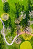 Aerial view of a treetops in early spring creating an abstract looking perspective at the Naperville Country Club in Napervile, IL - USA