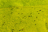 Aerial view of cattle on lush green pasture land, North Kohala, Hawaii Island, Hawaii, United States.