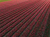 Luftaufnahme von Tulpenfeldern im Frühling, Schagen, Nordholland, Niederlande.