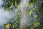 Aerial view of a mystical forest shrouded in fog with a winding road and lush trees, Voitsberg, Austria.